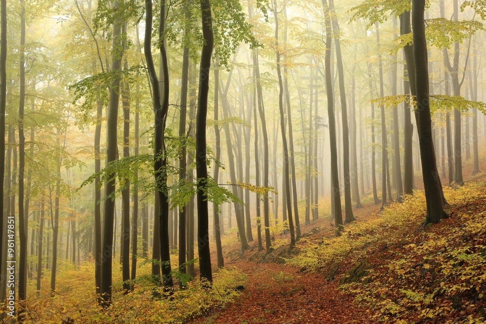 Autumn beech forest on a rainy, foggy weather