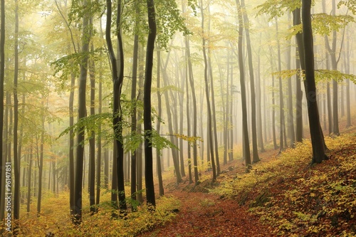 Autumn beech forest on a rainy  foggy weather