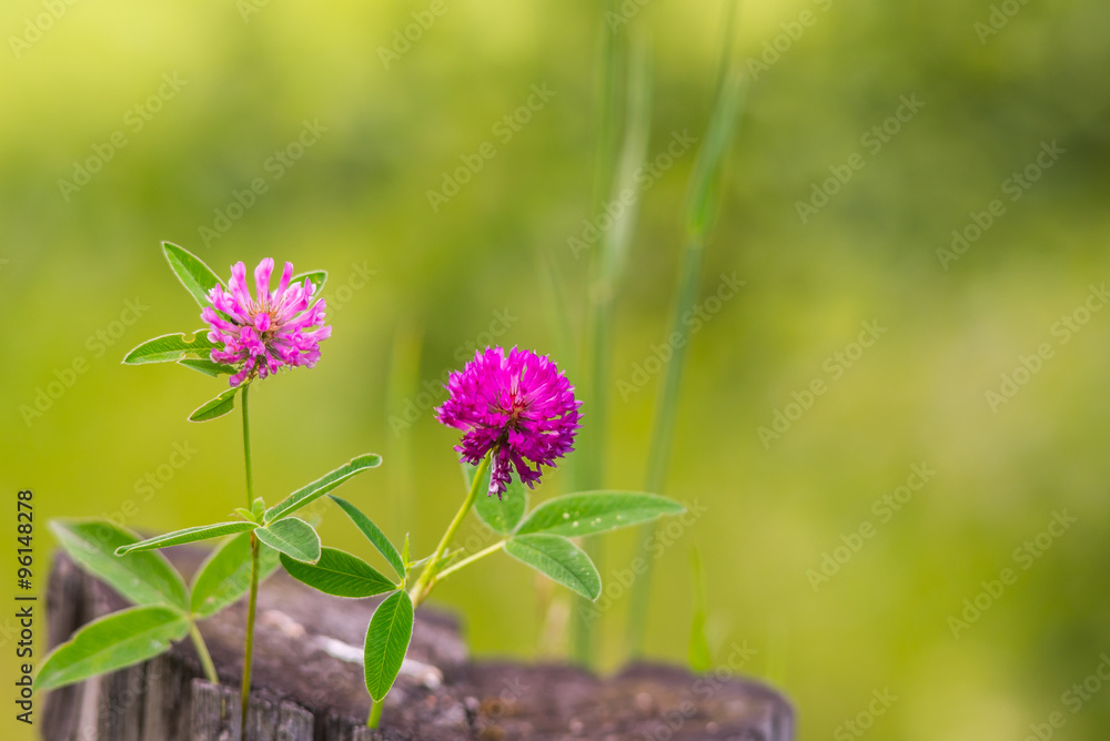Fototapeta premium Pair of purple clover flowers
