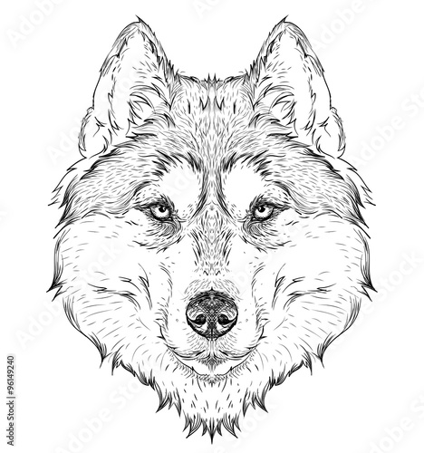 Hand draw husky portrait. Hand draw vector illustration
