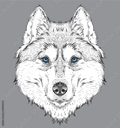 Hand draw husky portrait. Hand draw vector illustration
