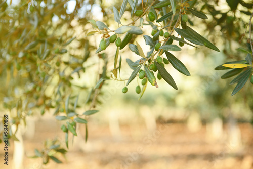 Olive trees garden  mediterranean olive field ready for harvest.