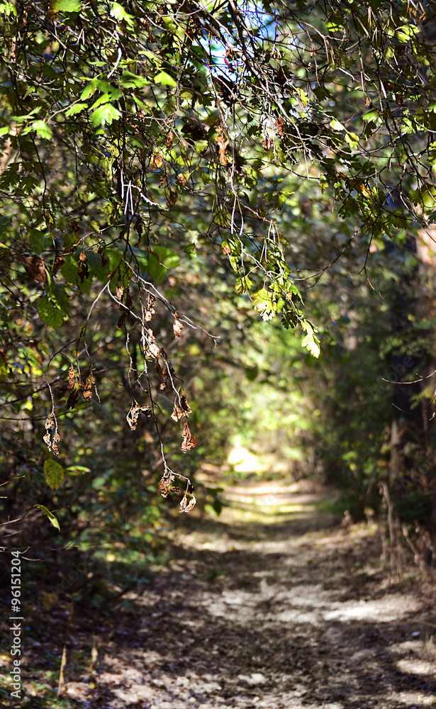 Fototapeta premium ath in the woods
