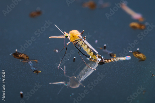 Common house mosquito (Culex pipiens)
