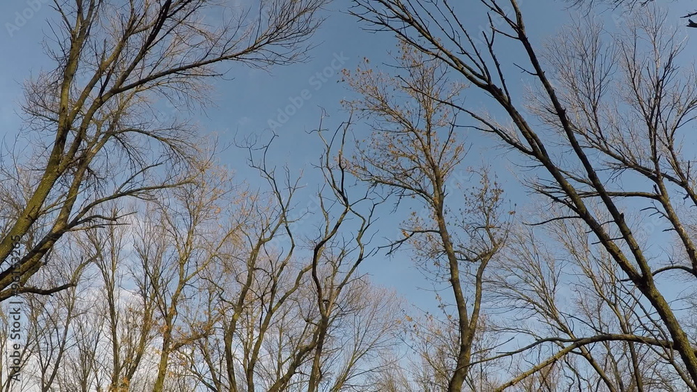 Pov. Walking through autumn forest, steady cam shot. Pov. Walking through autumn forest, steady cam shot.