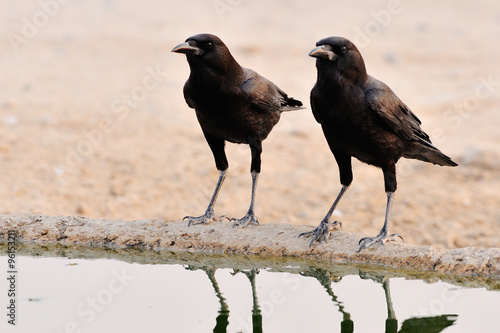 Cape crows drinking