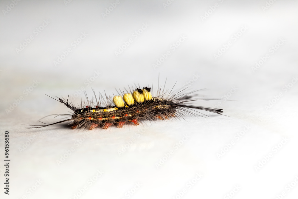 Fototapeta premium caterpillar on my table