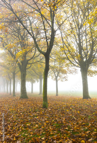 autumn misty landscape in yorkshire