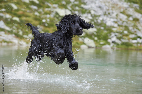 Cocker Spaniel running across water photo