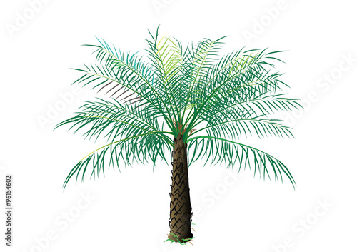 palm oil tree on white background,vector illustration