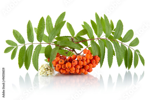 Fotografija Orange rowanberry with flower isolated on white background