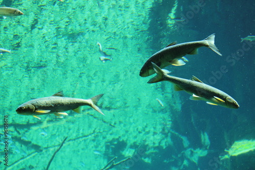 Fish in big natural aquarium in Alpine Zoo (Alpenzoo) in Innsbruck, Austria. (common minnow, ray-finned fish, european chub, vimba bream, common bleak, common rudd, common roach)