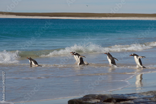 Gentoo Penguins (Pygoscelis papua) heading out to sea from a large sandy beach on Bleaker Island in the Falkland Islands. © JeremyRichards