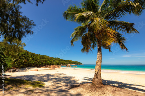 Palm tree on Anse Lazio beach at Praslin island  Seychelles