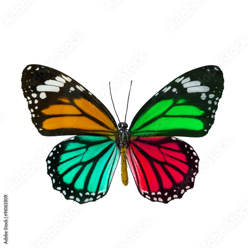 Colorful butterfly , Danaus Genutia , monarch butterfly isol