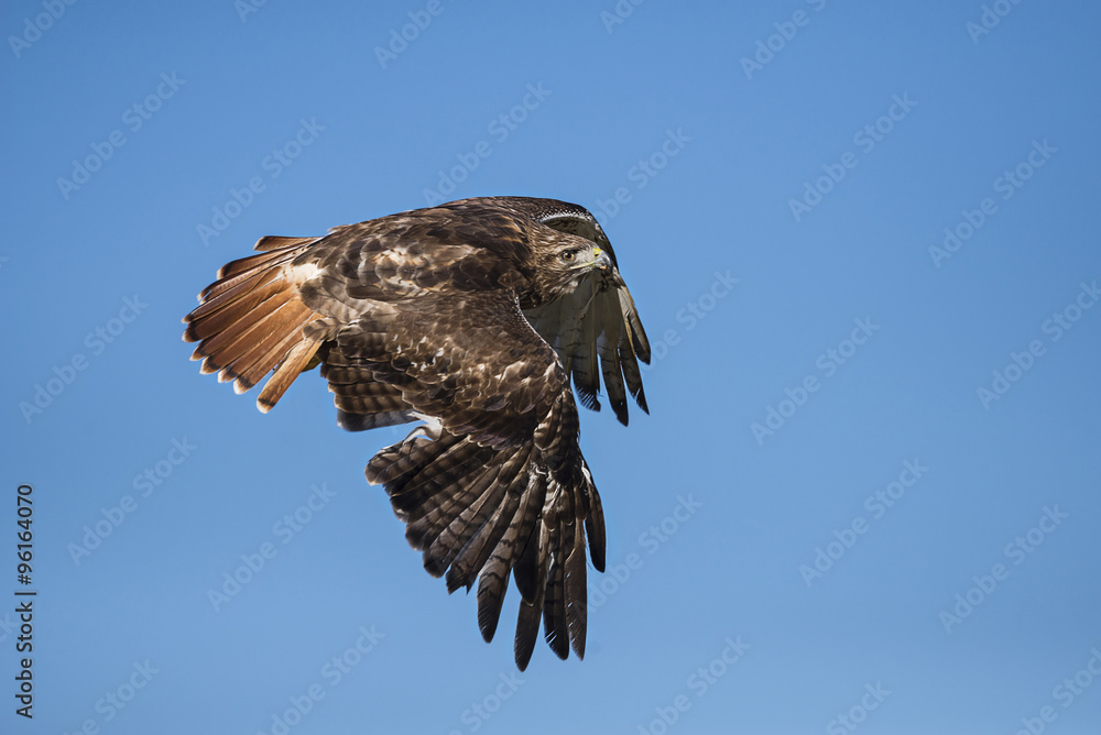 Fototapeta premium Red-tailed hawk (Buteo jamaicensis)