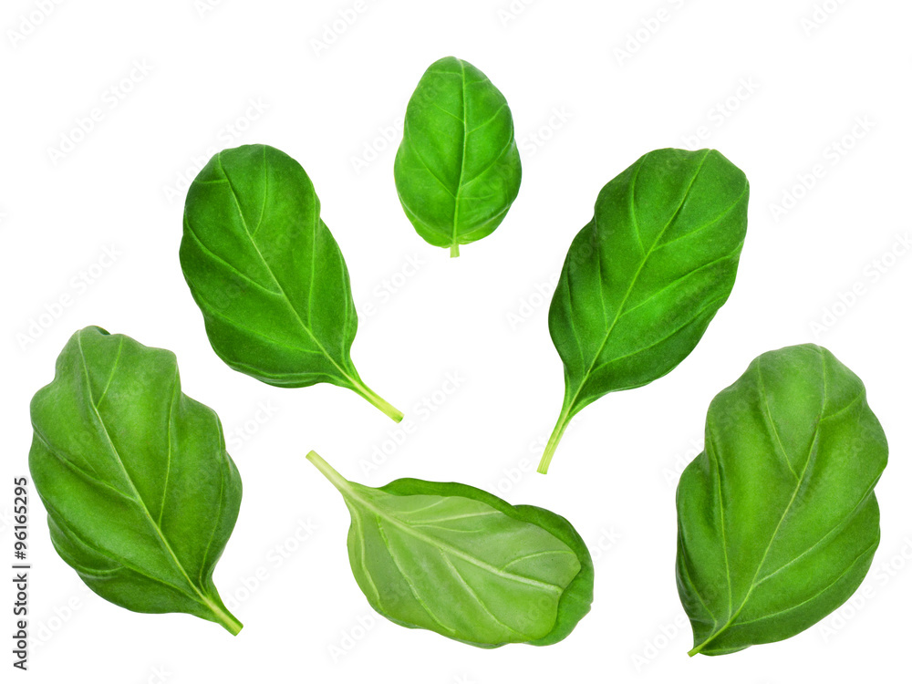 Fototapeta premium Set of basil leaves isolated on white background. Design element for product label, catalog print, web use.