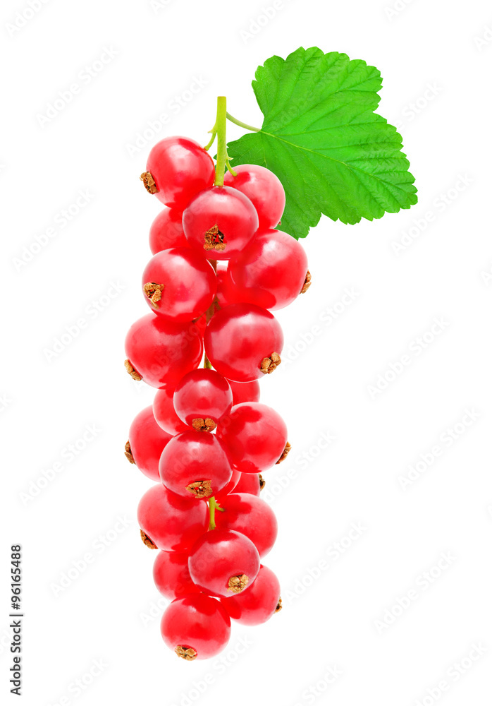 Sprig of red currant with leaf isolated on a white background. Design element for product label, catalog print, web use. Sprig of red currant with leaf isolated on a white background. Design element for product label, catalog print, web use.