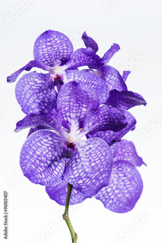 Fototapeta Naklejka Na Ścianę i Meble -  Vanda orchid close-up , isolated on white