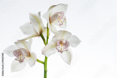 Fototapeta Naklejka Na Ścianę i Meble -  white сymbidium orchid close-up, isolated on white