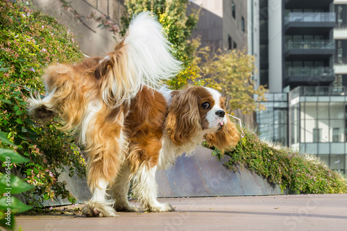 Fotografie Dog marking territory