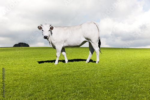 Weisse Kuh auf der Weide