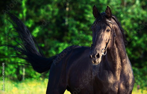 portrait of breed black stallion #96166698