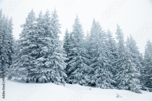 Fir trees covered with snow