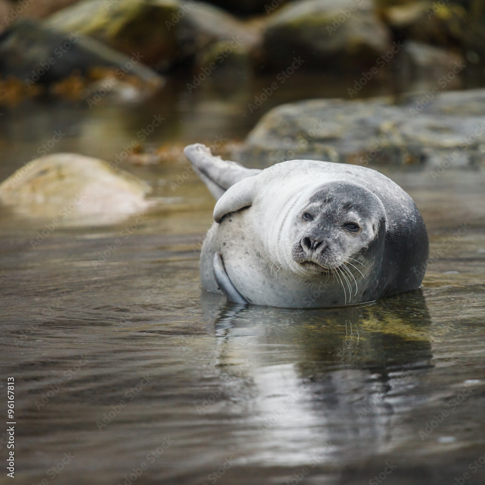 Naklejka premium Harbor Seal