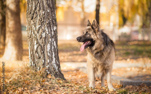 German shepherd dog standing in park