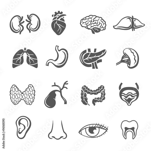 Human Organs Set