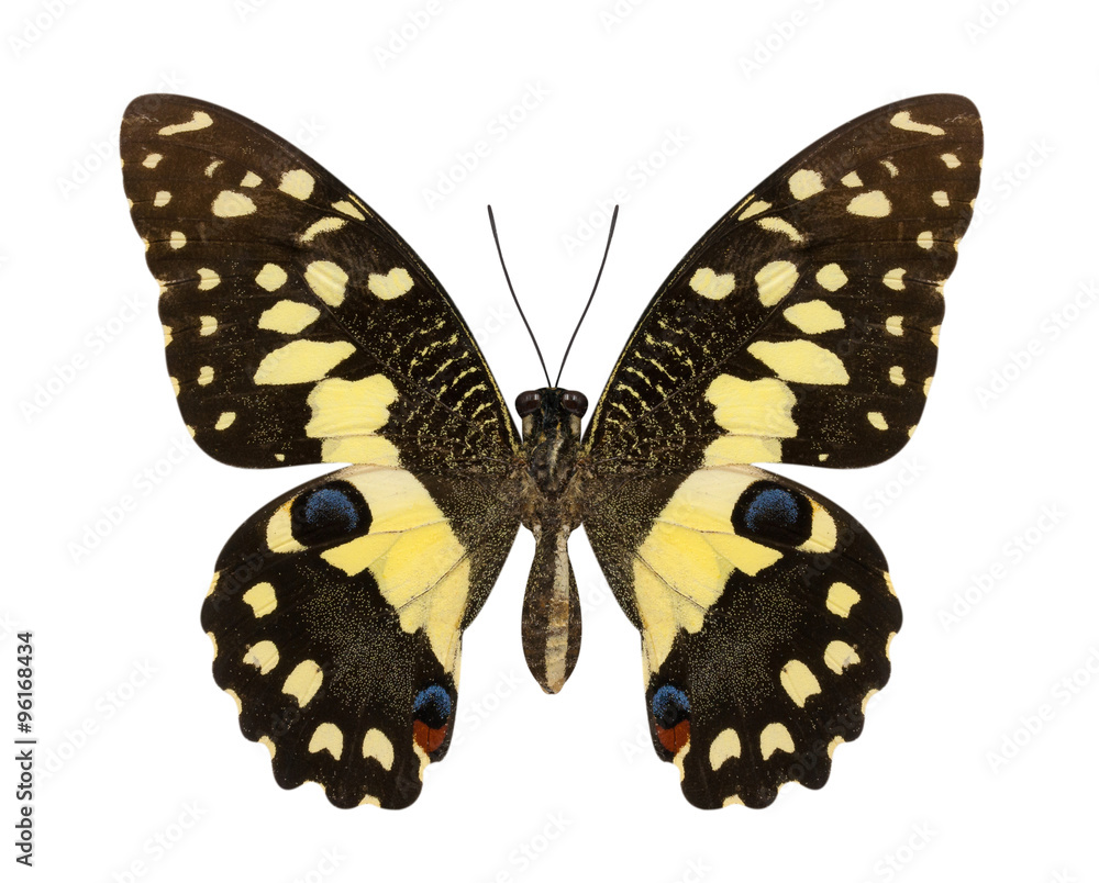 Naklejka premium Lime Butterfly lower wing profile isolate on white background.