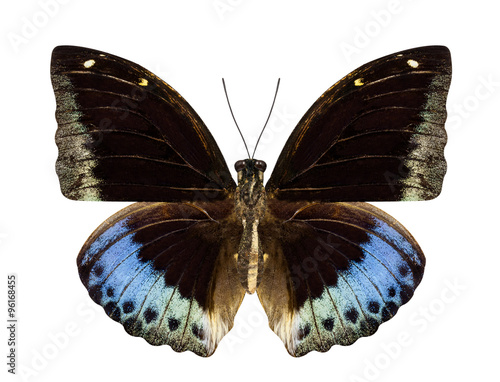 Brown and blue butterfly Hypolimnas monteironis isolated on whit photo