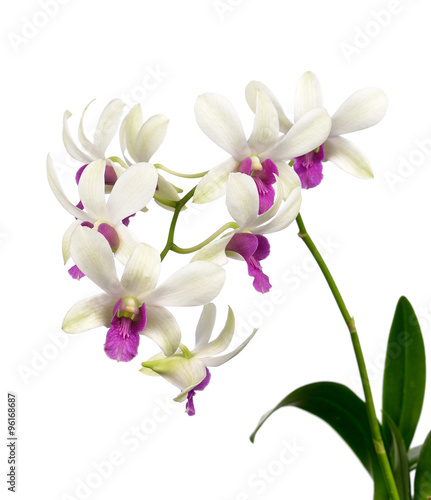 White orchid on white background