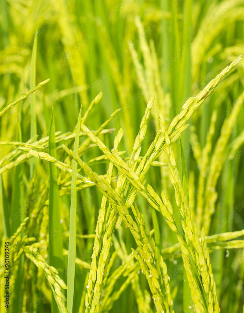 Rice field Rice field