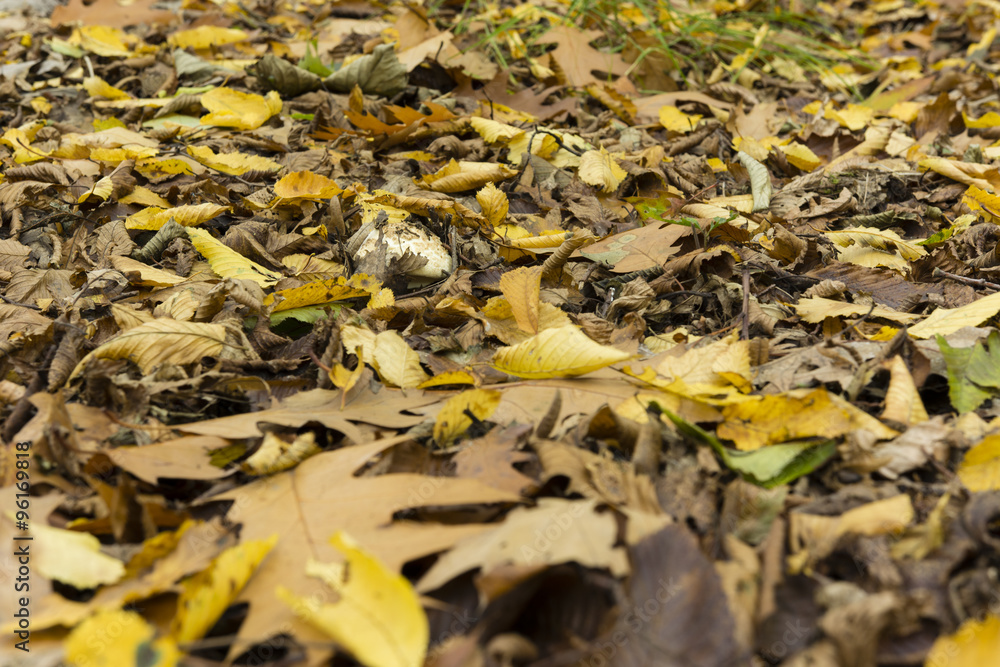 white hat mushroom in autumn leaves Forest