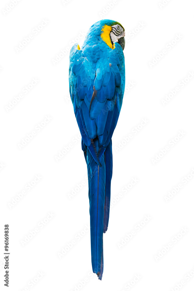 Naklejka premium back view of Colourful parrot isolated on white