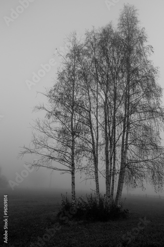 Birken im Nebel, schwarz weiß