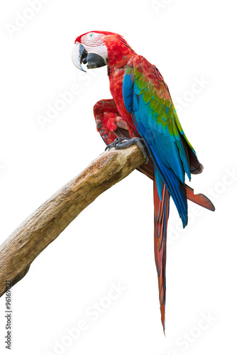  Colourful parrot isolated on white