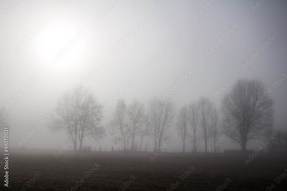 Bäume im Nebel, Sonne Bäume im Nebel, Sonne