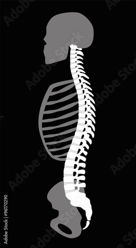 Upper body skeleton with backbone, cranial bone, ribs and pelvis - side view. Illustration on black background.