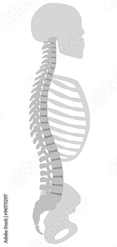 Human spine, skull, thorax and pelvic bone - vertical section. Illustration on white background.