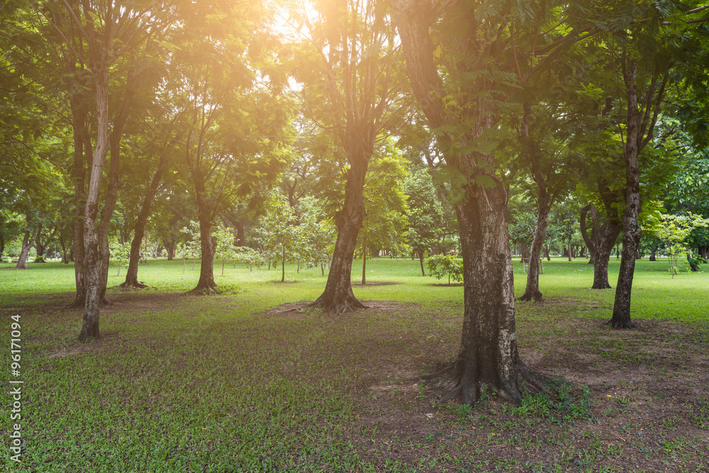 Fototapeta premium Landscape of park with sunlight 