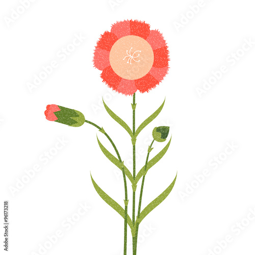 Blooming and budding carnation flower