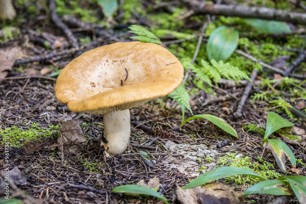 Mushroom Growing in a Mixed Forest in Autumn - Haliburton, Ontario, Canada Mushroom Growing in a Mixed Forest in Autumn - Haliburton, Ontario, Canada