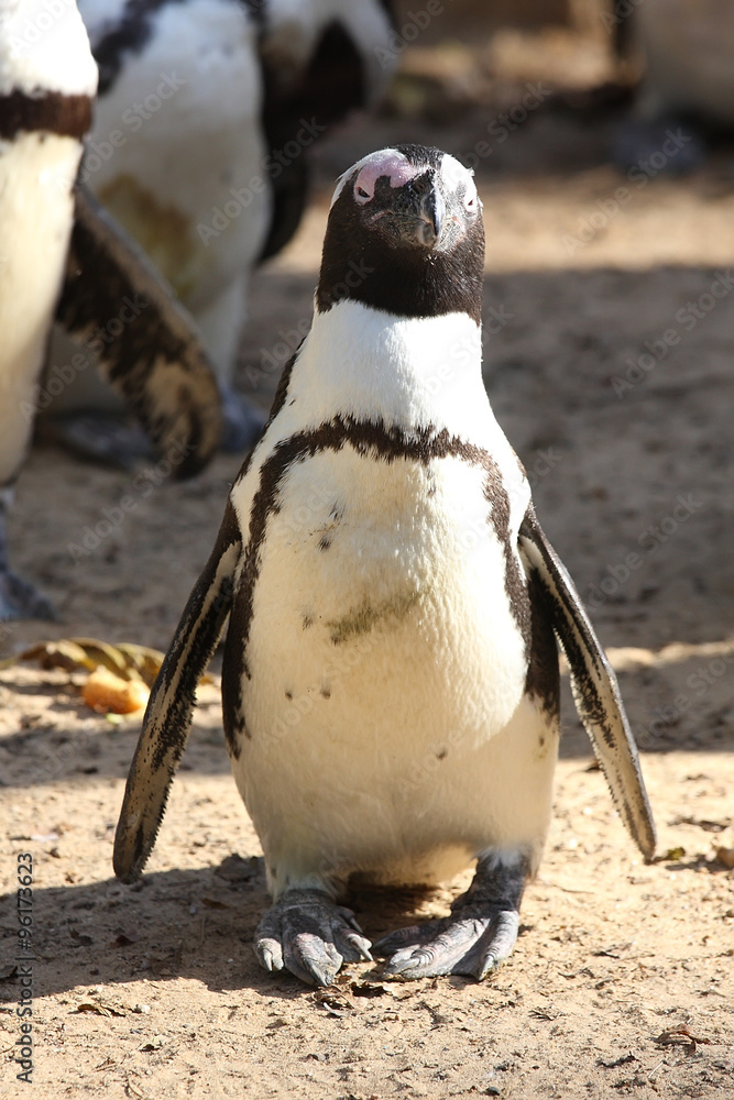 Naklejka premium Penguins in the urban safari