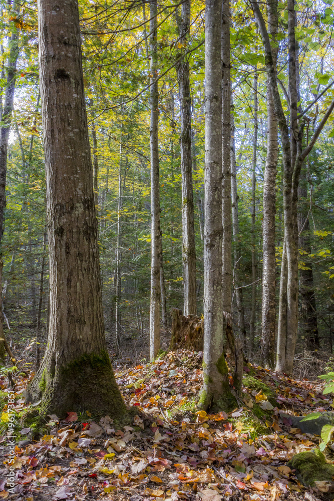 Fototapeta premium Autumn Forest - Algonquin Provincial Park, Ontario, Canada