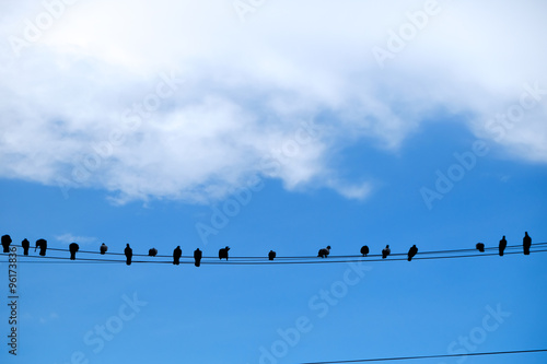 Birds on an electric wire