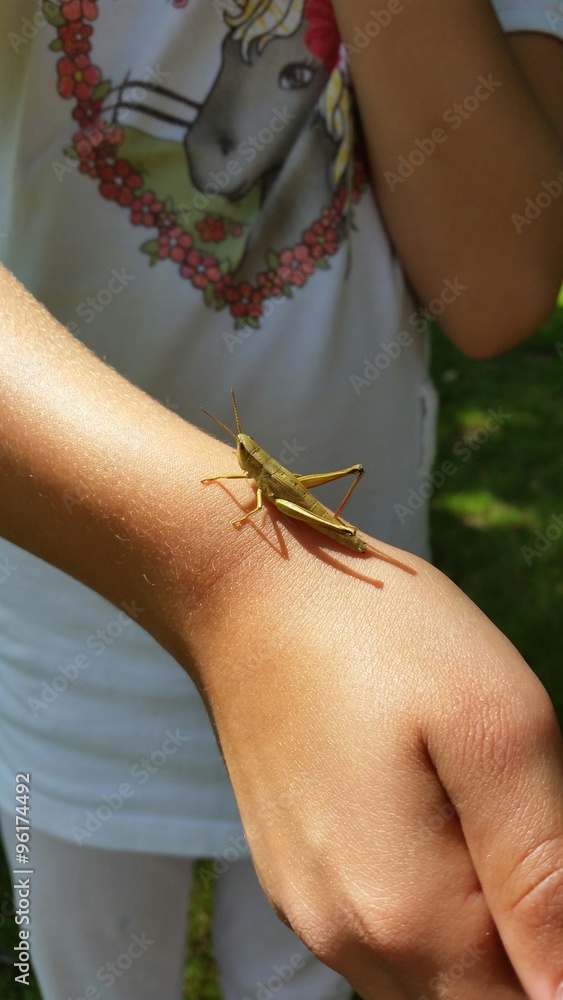 Obraz premium Grashüpfer auf Kinderhand