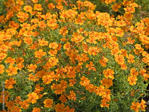 Tagetes - Studentenblumen photo